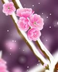 pic for Snow Pink Flowers
